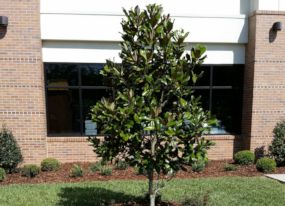 Landscaping Lakeland FL